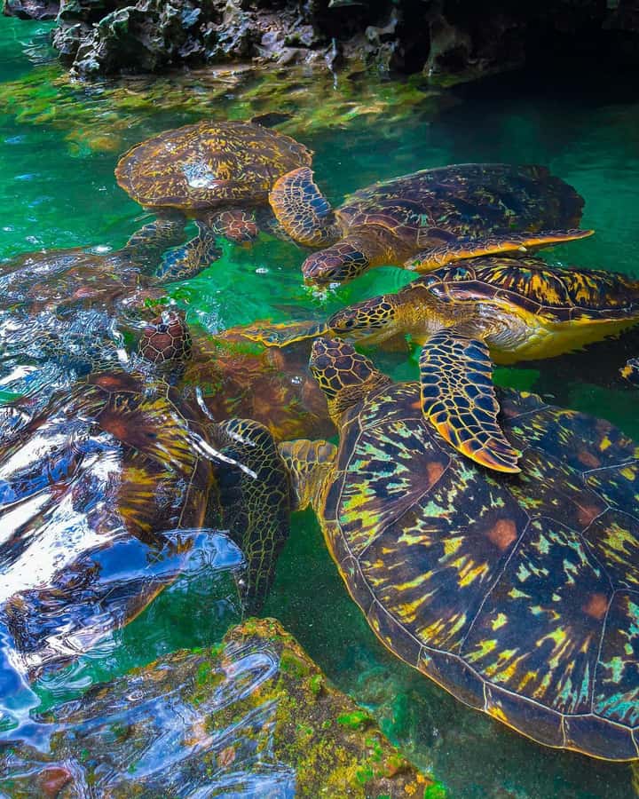 SWIMMING WITH TURLTLES AT BARAKA AQUARIUM - Why Baraka Aquarium is different from a standard snorkel trip