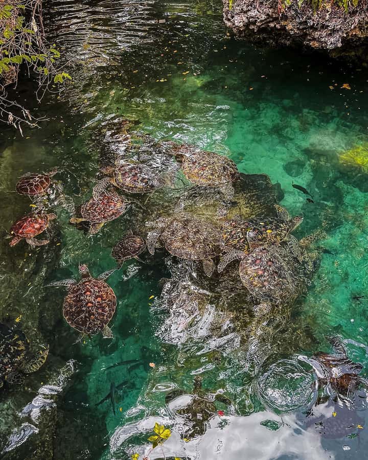 SWIMMING WITH TURLTLES AT BARAKA AQUARIUM - Two hours with the turtles at Baraka Natural Aquarium