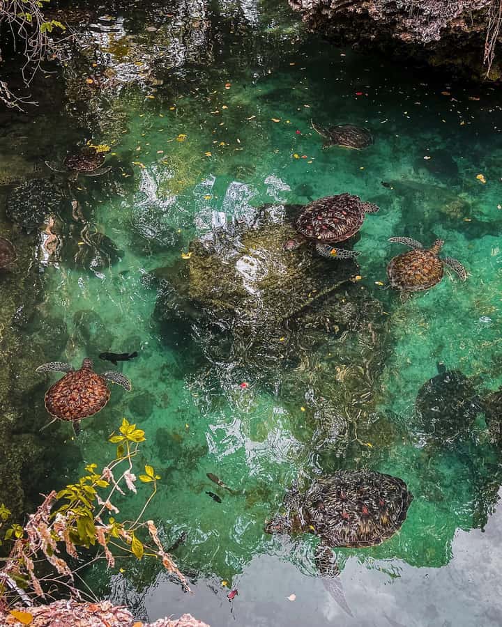 SWIMMING WITH TURLTLES AT BARAKA AQUARIUM - The rehabilitation story gives the visit more purpose