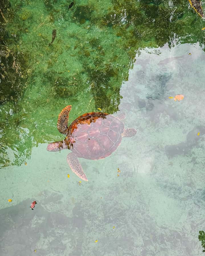 SWIMMING WITH TURLTLES AT BARAKA AQUARIUM - What the perfect morning looks like