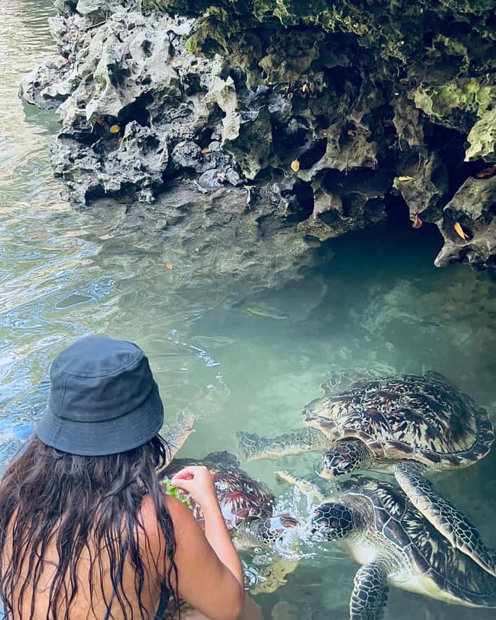 SWIMMING WITH TURLTLES AT BARAKA AQUARIUM - Who will enjoy this turtle experience most?