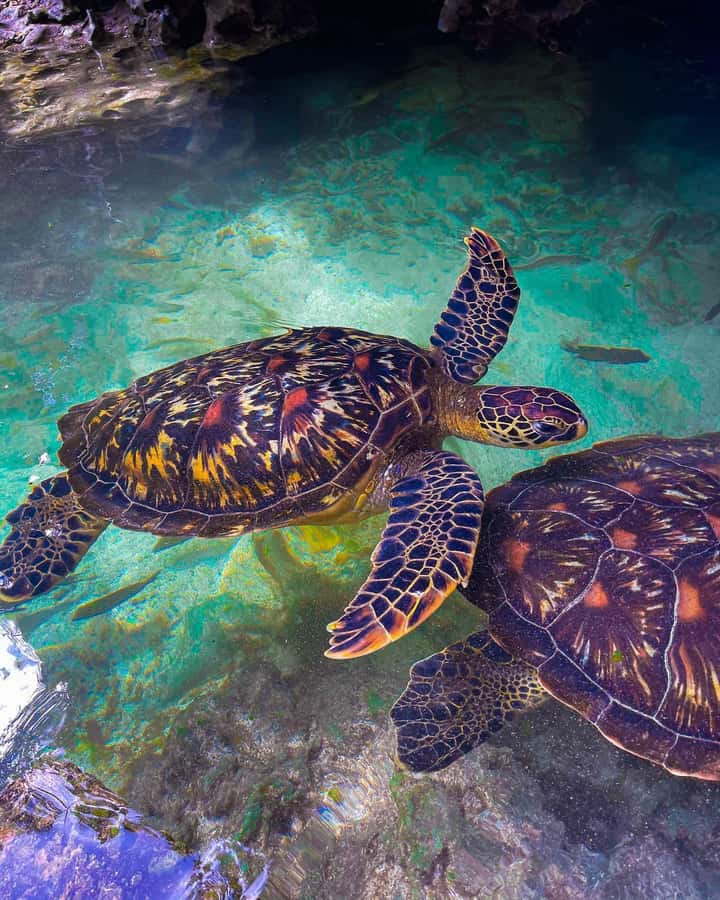 SWIMMING WITH TURLTLES AT BARAKA AQUARIUM - Pickup from Nungwi or Kendwa keeps the morning simple