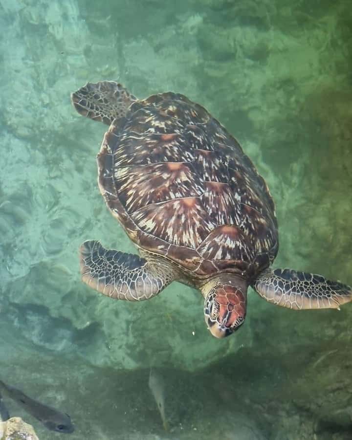 SWIMMING WITH TURTLES AT SALAAM CAVE AT KIZIMKAZI ZANZIBAR - What makes the Kizimkazi turtle experience special
