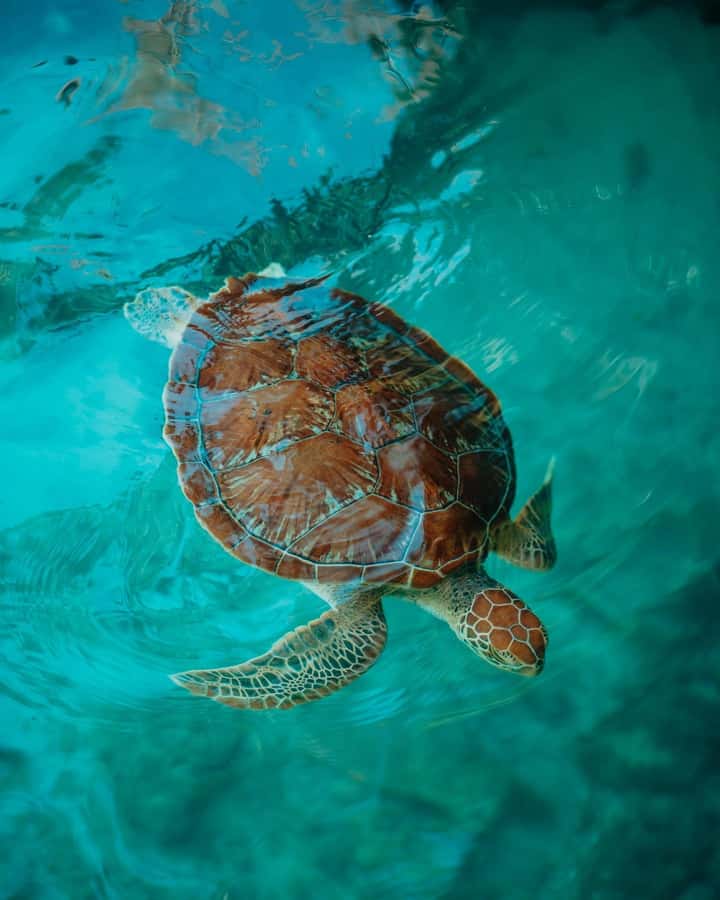 SWIMMING WITH TURTLES AT SALAAM CAVE AT KIZIMKAZI ZANZIBAR - Entering Salaam Cave and meeting the turtles