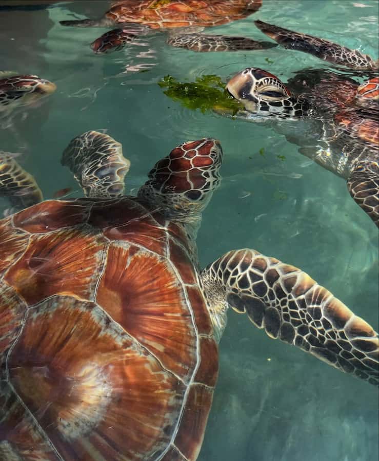 SWIMMING WITH TURTLES AT SALAAM CAVE AT KIZIMKAZI ZANZIBAR - Feeding the turtles with seaweed
