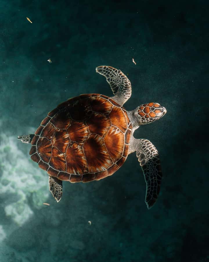 SWIMMING WITH TURTLES AT SALAAM CAVE AT KIZIMKAZI ZANZIBAR - The strongest parts of the experience