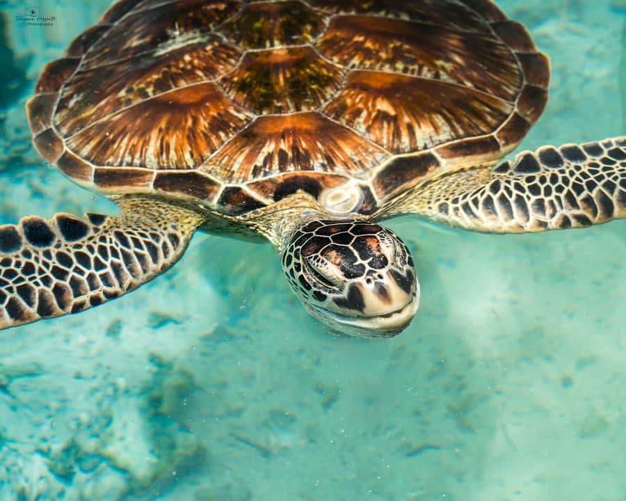 SWIMMING WITH TURTLES AT SALAAM CAVE AT KIZIMKAZI ZANZIBAR - Your pickup from hotels around South Zanzibar