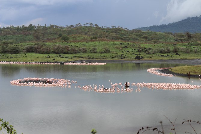 Tanzania - Arusha NP - Private Guided 4x4 Safari - Game Drive & Walking - Key points to know before booking