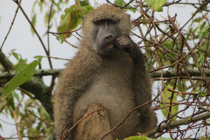 Tanzania - Arusha NP - Private Guided 4x4 Safari - Game Drive & Walking - Why Arusha National Park makes a smart first safari day