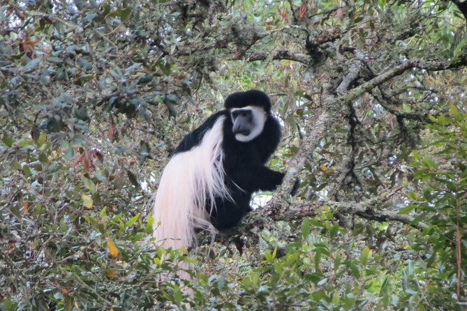 Tanzania - Arusha NP - Private Guided 4x4 Safari - Game Drive & Walking - The rain forest and the famous colobus monkeys