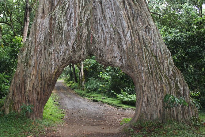 Tanzania - Arusha NP - Private Guided 4x4 Safari - Game Drive & Walking - Momella Lakes, birdlife, and seasonal flamingos