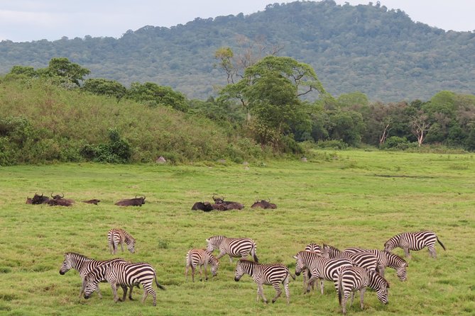 Tanzania - Arusha NP - Private Guided 4x4 Safari - Game Drive & Walking - What the $404.29 price really covers