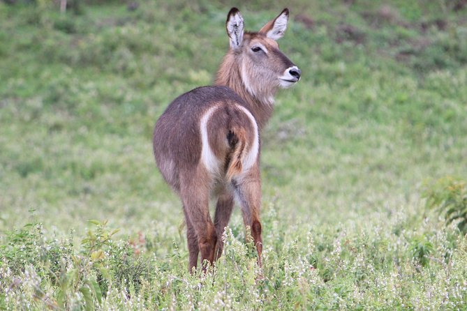 Tanzania - Arusha NP - Private Guided 4x4 Safari - Game Drive & Walking - The operator’s organization and personal service