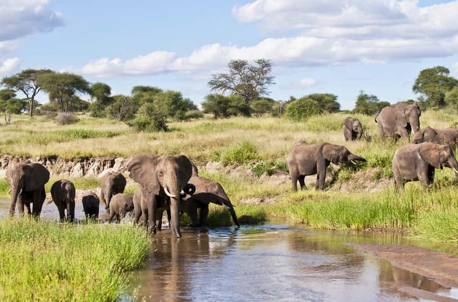 Tanzania: Big 5 Tour - What $543 Covers on This Two-Day Safari