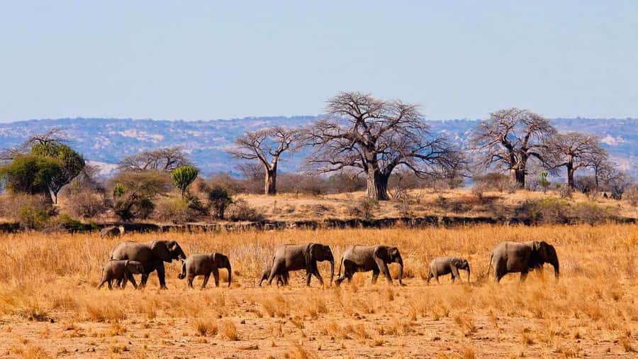 Tanzania: Big 5 Tour - Day One: Tarangire’s Elephants, Lions, and Open-Sky Viewing