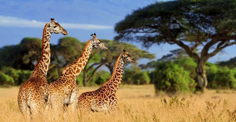 Tanzania: Big 5 Tour - Why Sunrise and Sunset Matter Here
