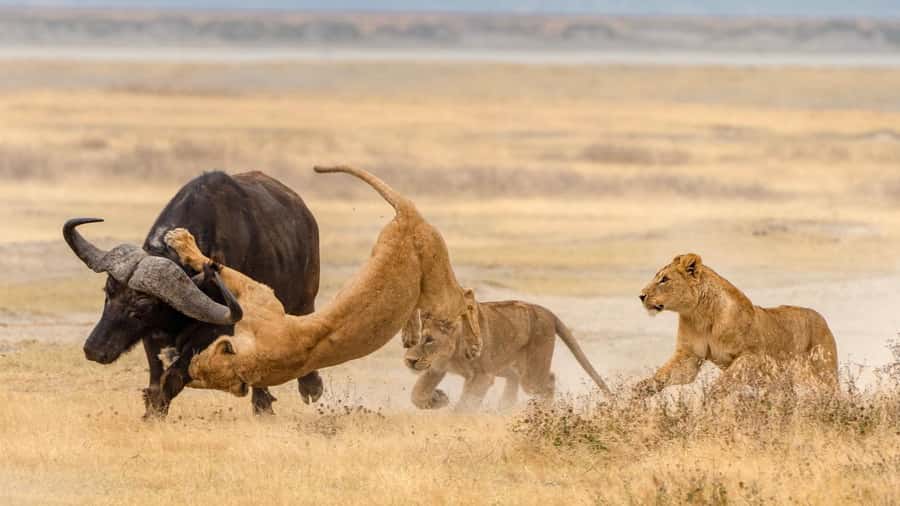 Tanzania: Big 5 Tour - Transfers From Arusha and Zanzibar