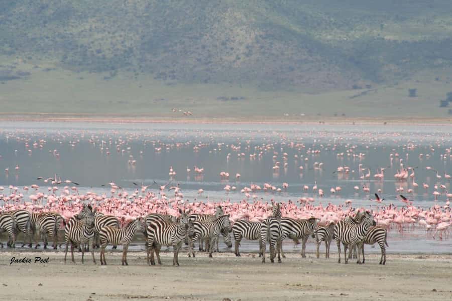 Tanzania: Big 5 Tour - Is This Two-Day Tanzania Safari Worth Booking?