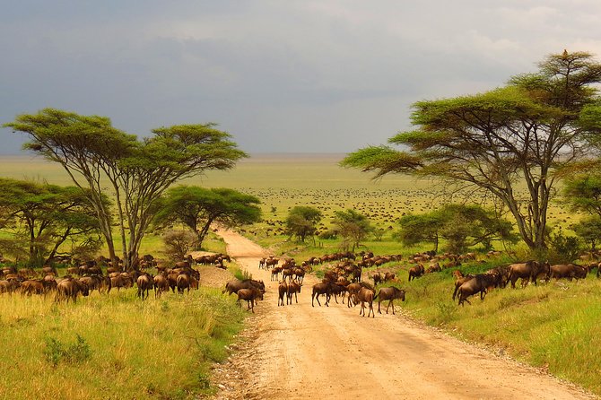 Tanzania Classic - 7 Days - The long road to the Serengeti