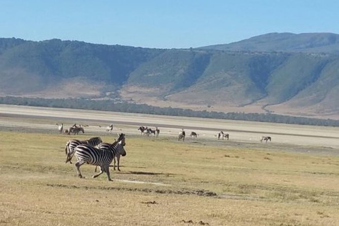 Tanzania Day Tour to Ngorongoro Crater- Lowest Price - What you may see on the crater floor