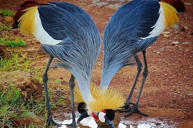 Tanzania Day Tour to Ngorongoro Crater- Lowest Price - Picnic lunch, water, and the practical comforts