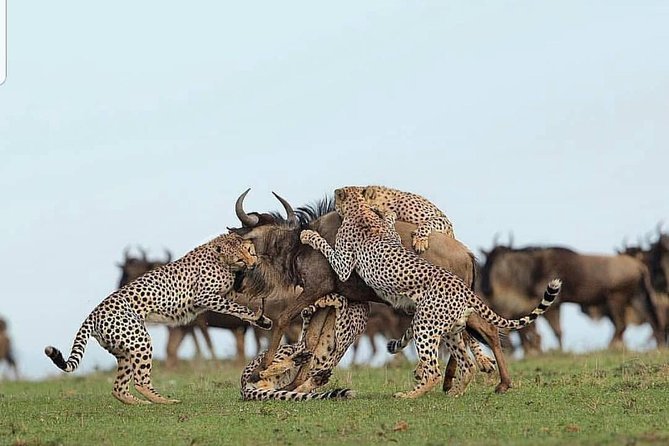 Tanzania Day Tour to Ngorongoro Crater- Lowest Price - Riding in a private Toyota Land Cruiser