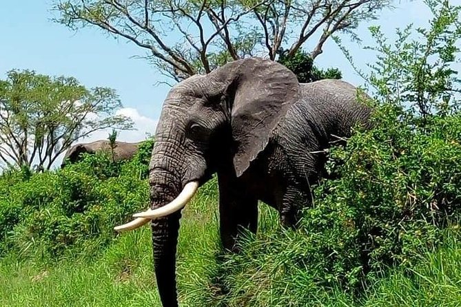 Tanzania Day Tour to Ngorongoro Crater- Lowest Price - Who will enjoy this Ngorongoro day trip?