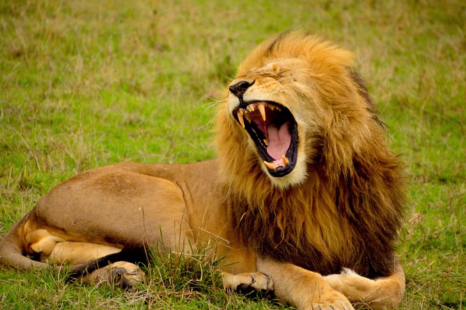 Tanzania Day Tour to Ngorongoro Crater- Lowest Price - Descending into a 2,000-foot volcanic caldera