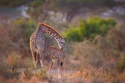 Tanzania Enticing Explorations – 6 Days