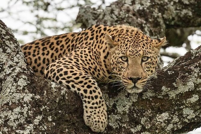 Tanzania Luxury Safari - Tarangire: Elephants and Baobabs on Day Two