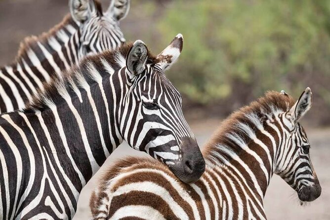 Tanzania Luxury Safari - Serengeti Wildlife and the Hippo Pool