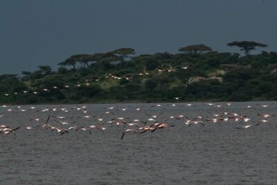 Tanzania Luxury Safari
