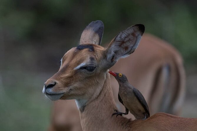 Tanzania Luxury Safari - What the Safari Vehicle Adds