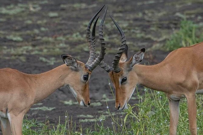 Tanzania Luxury Safari - Meals, Medical Cover, and the $5,500 Price
