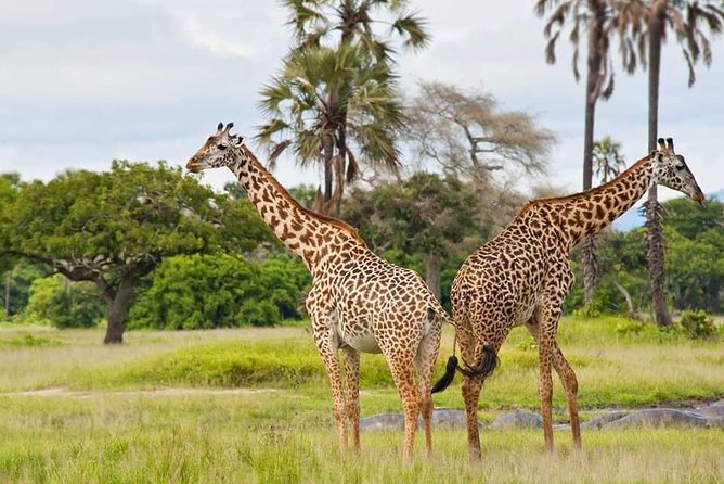 Tanzania Safari Join Group - Why this six-day route works