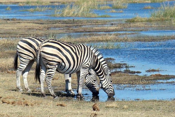 Tanzania Safari Join Group - Days 3 and 4: Give the Serengeti enough time