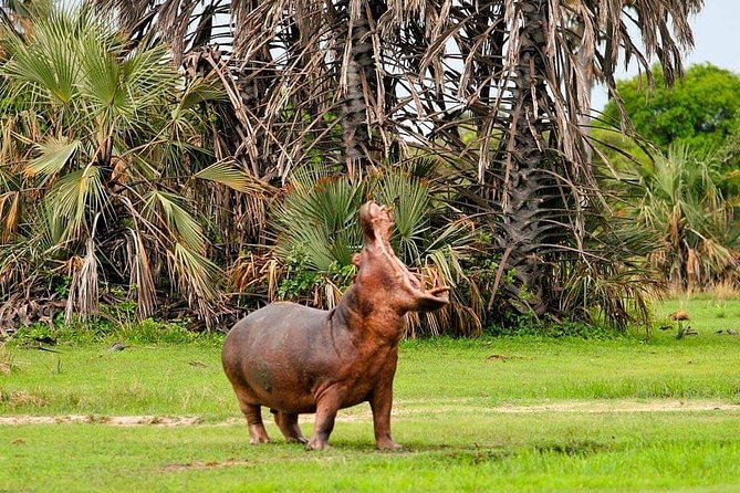 Tanzania Safari Join Group - Day 5: Ngorongoro Crater’s crowded wildlife bowl