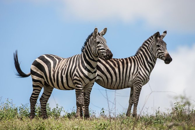 Tanzania Safari - The Great Migration in the North of the Serengeti and Lake Natron - Days 3 and 4: Serengeti grasslands and the northern migration