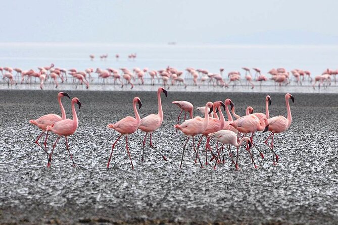 Tanzania Safari - The Great Migration in the North of the Serengeti and Lake Natron - The Engare Sero walk and Ol Doinyo Lengai