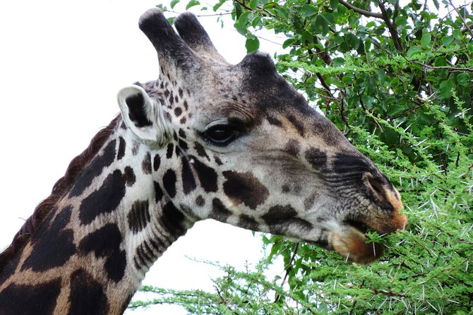 Tanzania Safari - The Great Migration in the North of the Serengeti and Lake Natron - Day 7: A full day among Tarangire’s elephants