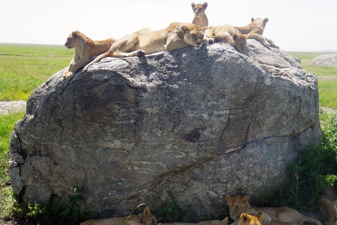 Tanzania safari with guide in Italian, the great Migration of the Serengeti - Key points to know before booking