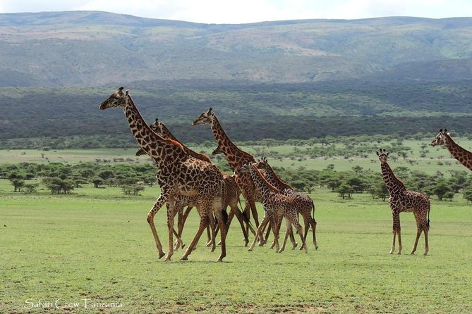 Tanzania safari with guide in Italian, the great Migration of the Serengeti - Day 2: Lake Manyara’s forest, lake, and birds
