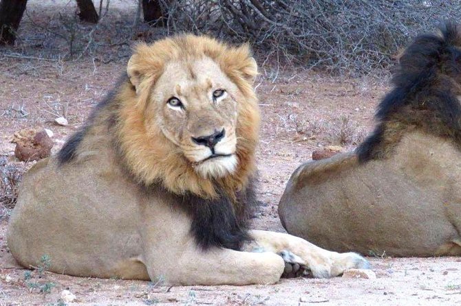 Tanzania safari with guide in Italian, the great Migration of the Serengeti - Day 3: Ngorongoro Crater and a remarkable concentration of wildlife