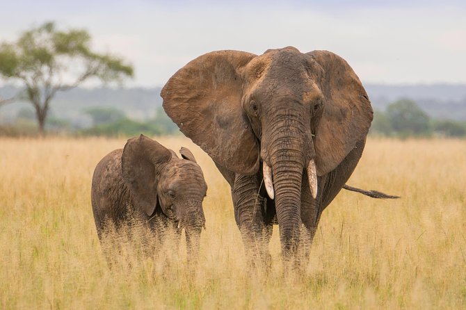 Tanzania Simba Safari - 5 Days - What this five-day Tanzania safari really offers