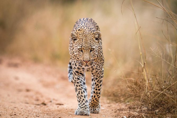 Tanzania Simba Safari - 5 Days - Day 3: A full day in the Serengeti