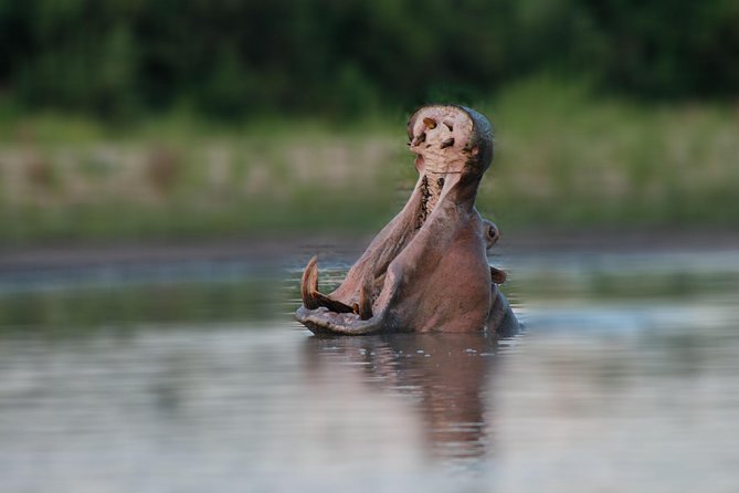 Tanzania Simba Safari - 5 Days - Day 5: The Ngorongoro Crater before your flight home