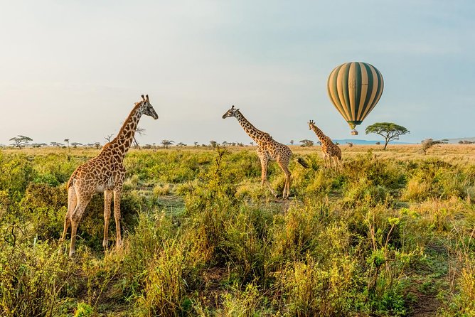 Tanzania Through The Rift Valley - 5 Days - What this five-day Tanzania safari is really offering