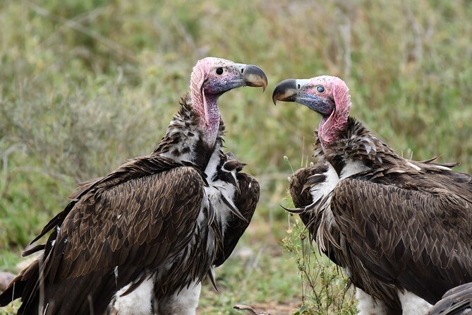 Tanzania Wildlife Cultural Safari from Arusha. - Karatu, the Ngorongoro Forest, and Iraqw culture