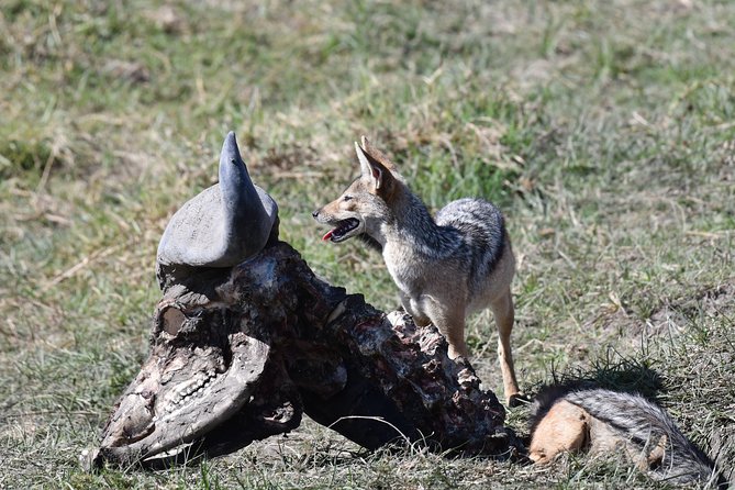 Tanzania Wildlife Cultural Safari from Arusha. - Meeting the Hadzabe beside Lake Eyasi