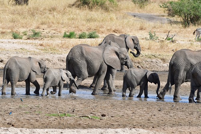 Tanzania Wildlife Cultural Safari from Arusha. - Mount Meru and the quieter side of Arusha National Park